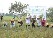 Hadiri Panen Raya Jaksa Mandiri Pangan, Gubernur Hidayat Arsani: Babel Menuju Kedaulatan Pangan Berkelanjutan