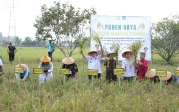 Hadiri Panen Raya Jaksa Mandiri Pangan, Gubernur Hidayat Arsani: Babel Menuju Kedaulatan Pangan Berkelanjutan