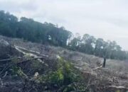 Terlindungi: Siapa Aktor Perambahan Hutan HL Mangrove di Belilik?