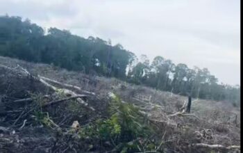 Terlindungi: Siapa Aktor Perambahan Hutan HL Mangrove di Belilik?