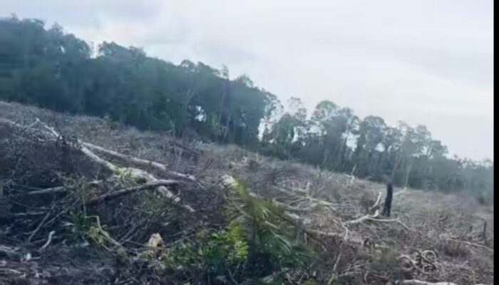 Terlindungi: Siapa Aktor Perambahan Hutan HL Mangrove di Belilik?