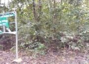 Skandal Lahan Terkuak, HGU 199,8 HA  PT Aroma Envisari  Diduga Serobot IUP PT TIMAH  Tbk 