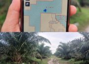 PT BBL Diduga Caplok Lahan IUP PT. Timah Tbk, Sulap Jadi Perkebunan Kelapa Sawit