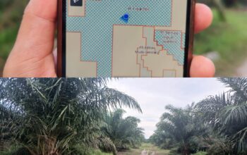 PT BBL Diduga Caplok Lahan IUP PT. Timah Tbk, Sulap Jadi Perkebunan Kelapa Sawit