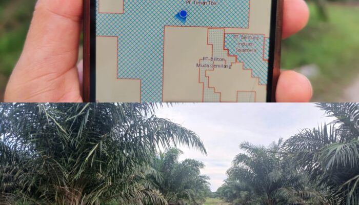 PT BBL Diduga Caplok Lahan IUP PT. Timah Tbk, Sulap Jadi Perkebunan Kelapa Sawit