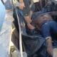 TNI AL – TIM Gabungan LANAL Babel Evakuasi Pekerja Tambak Udang Tenggelam di Perairan Laut Tanjung Niur ‎
