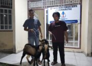 Bukan Cuma Bangun Hotel, The Serai Tanjung Binga Juga Berbagi Kurban untuk Warga dan Pers