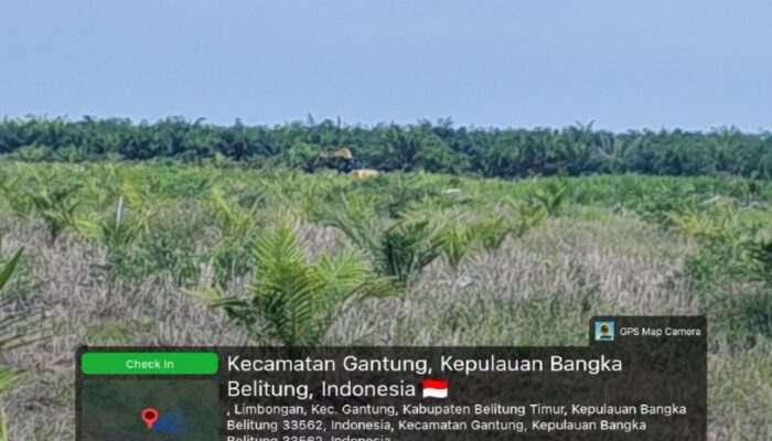 Puluhan Hektare WIUP PT Garuda Panca Artha Alih Fungsi Jadi Kebun Sawit, Bos Adi Sebut Milik Amzani