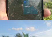 Aset PT Timah di Belitung Kembali Menyusut, Lahan Konsesi 309 Hektar di Sijuk Disulap Jadi Kebun Sawit