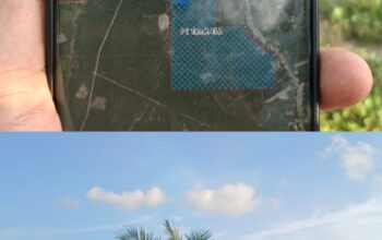 Aset PT Timah di Belitung Kembali Menyusut, Lahan Konsesi 309 Hektar di Sijuk Disulap Jadi Kebun Sawit