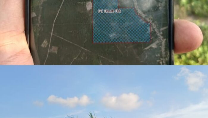 Aset PT Timah di Belitung Kembali Menyusut, Lahan Konsesi 309 Hektar di Sijuk Disulap Jadi Kebun Sawit