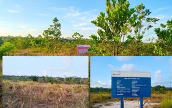 Sawit Reklamasi PT Timah Tbk Terbengkalai Pemdes Air Selumar Tagih Janji PT Timah