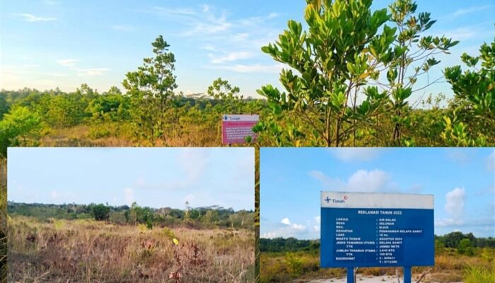 Sawit Reklamasi PT Timah Tbk Terbengkalai Pemdes Air Selumar Tagih Janji PT Timah