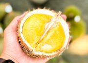 Kontes Durian Lokal 2026, Strategi Pemprov Babel Dongkrak Ekonomi Petani