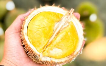 Kontes Durian Lokal 2026, Strategi Pemprov Babel Dongkrak Ekonomi Petani