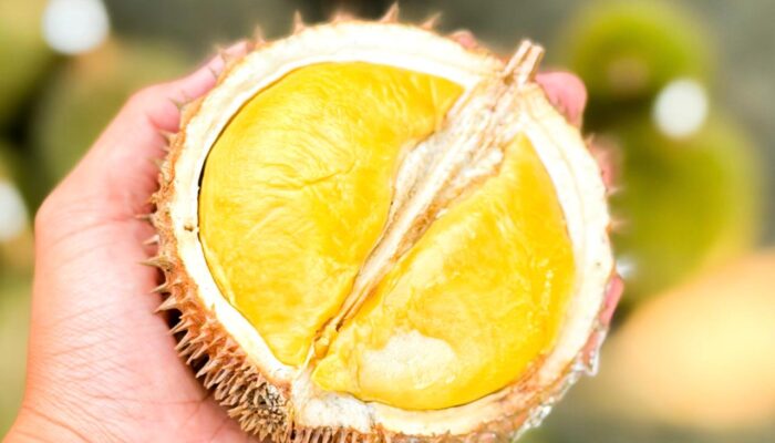 Kontes Durian Lokal 2026, Strategi Pemprov Babel Dongkrak Ekonomi Petani