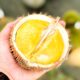 Kontes Durian Lokal 2026, Strategi Pemprov Babel Dongkrak Ekonomi Petani