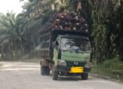 Angkutan TBS PT AMA Disorot, Dishub Belitung Akan Koordinasi dengan Satlantas