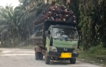 Angkutan TBS PT AMA Disorot, Dishub Belitung Akan Koordinasi dengan Satlantas