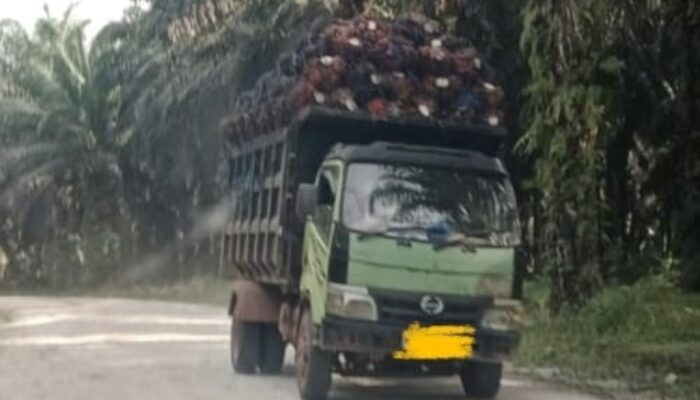 Angkutan TBS PT AMA Disorot, Dishub Belitung Akan Koordinasi dengan Satlantas