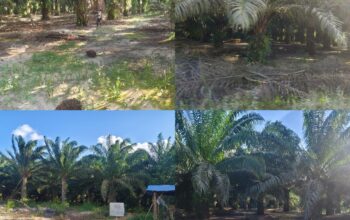 Ciyung Diduga Kuasai Puluhan Hektar IUP PT Timah Jadi Kebun Sawit di Desa Mempayak