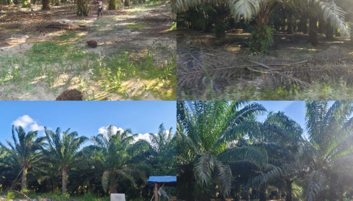 Ciyung Diduga Kuasai Puluhan Hektar IUP PT Timah Jadi Kebun Sawit di Desa Mempayak