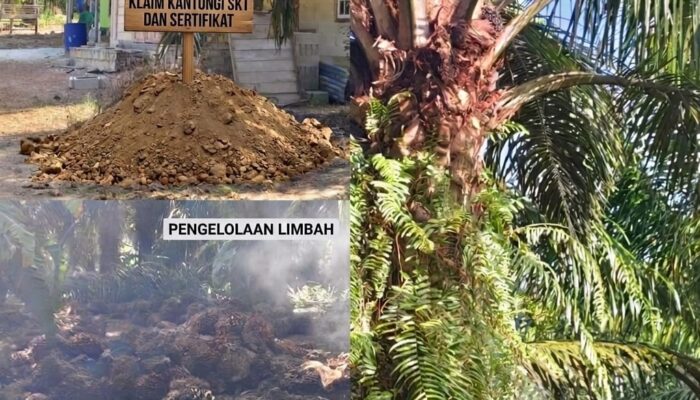 Kuasai Puluhan Hektar Lahan IUP PT Timah Tbk: Afuk dan Ipan Klaim Kantongi SKT dan Sertifikat