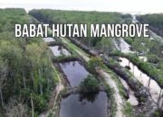 Jawaban Kadishut Soal Tambak PT SHA di Belitung Tuai Pertanyaan: Benarkah Silvofishery Boleh Babat Mangrove