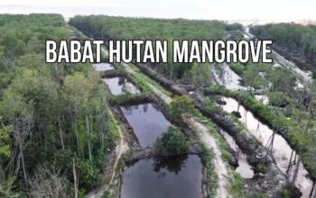 Jawaban Kadishut Soal Tambak PT SHA di Belitung Tuai Pertanyaan: Benarkah Silvofishery Boleh Babat Mangrove