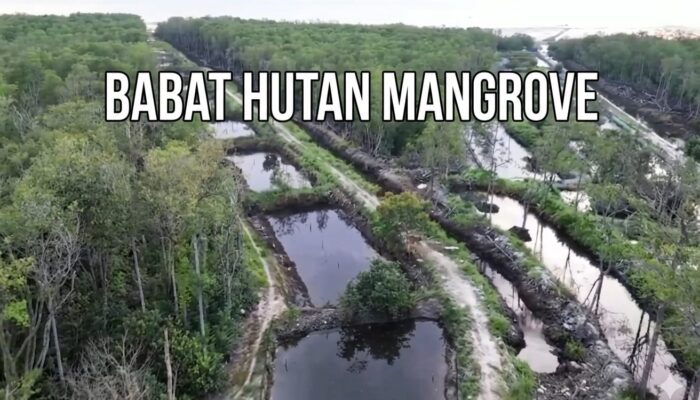 Jawaban Kadishut Soal Tambak PT SHA di Belitung Tuai Pertanyaan: Benarkah Silvofishery Boleh Babat Mangrove