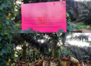 530 Hektar Kebun Sawit Sitaan Kejari Belitung Diduga Masih Dipanen, Siapa Pengepulnya?