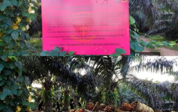 530 Hektar Kebun Sawit Sitaan Kejari Belitung Diduga Masih Dipanen, Siapa Pengepulnya?