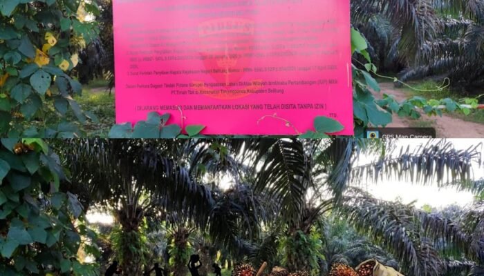 530 Hektar Kebun Sawit Sitaan Kejari Belitung Diduga Masih Dipanen, Siapa Pengepulnya?