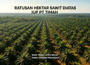 Bank Tanah Buka Suara Soal Ratusan Hektare Kebun Sawit Amrn Di atas IUP PT Timah: Belum Ada Perjanjian Pemanfaatan