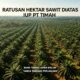 Bank Tanah Buka Suara Soal Ratusan Hektare Kebun Sawit Amrn Di atas IUP PT Timah: Belum Ada Perjanjian Pemanfaatan