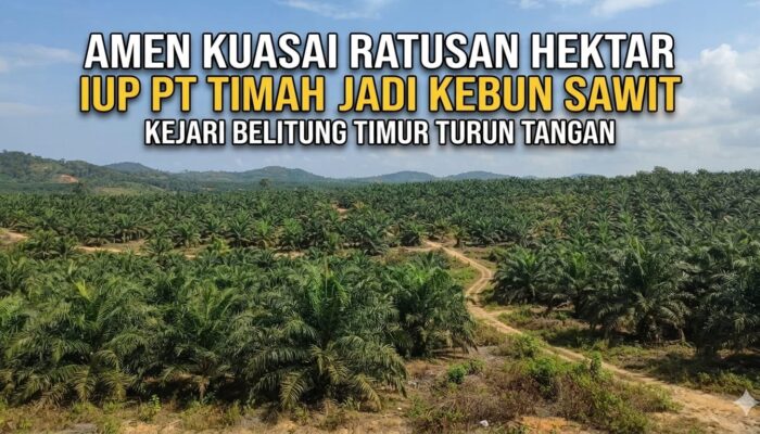 Amen Kuasai Ratusan Hektare Lahan IUP PT Timah Jadi Kebun Sawit Kejari Belitung Timur Turun Tangan
