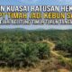 Amen Kuasai Ratusan Hektare Lahan IUP PT Timah Jadi Kebun Sawit Kejari Belitung Timur Turun Tangan