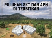 Puluhan SKT Dan APH Terbit Di Atas IUP PT Timah Tbk, Pengurusan Disebut Lewat Sobri
