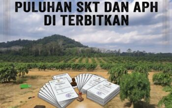 Puluhan SKT Dan APH Terbit Di Atas IUP PT Timah Tbk, Pengurusan Disebut Lewat Sobri