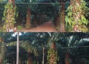 Kuasai Puluhan Hektare Lahan IUP PT Timah Jadi Kebun Sawit, Nama “BOS TAPAI” Muncul Sebagai Pemilik