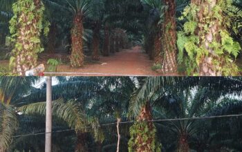 Kuasai Puluhan Hektare Lahan IUP PT Timah Jadi Kebun Sawit, Nama “BOS TAPAI” Muncul Sebagai Pemilik