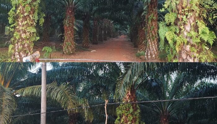 Kuasai Puluhan Hektare Lahan IUP PT Timah Jadi Kebun Sawit, Nama “BOS TAPAI” Muncul Sebagai Pemilik