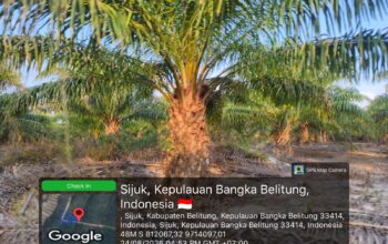 Puluhan Hektare IUP PT Timah Jadi Kebun Sawit Dekat STP Sijuk: Bos Simpor Residence Disebut Punya Andil