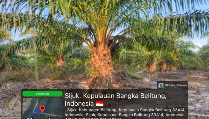 Puluhan Hektare IUP PT Timah Jadi Kebun Sawit Dekat STP Sijuk: Bos Simpor Residence Disebut Punya Andil