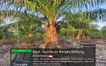 STD-B Terbit Di Atas IUP PT. Timah, 70 Hektare Kebun Sawit Simpor Dipertanyakan