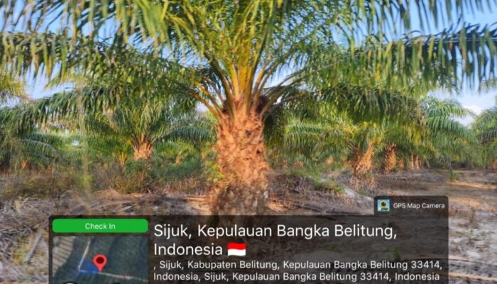 STD-B Terbit Di Atas IUP PT. Timah, 70 Hektare Kebun Sawit Simpor Dipertanyakan