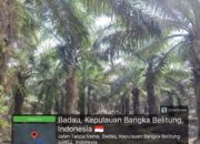 40 Hektare Sawit PT PUS Diduga Masuk Kawasan Industri SUGE, Legalitas Dan Pengawasan Dipertanyakan
