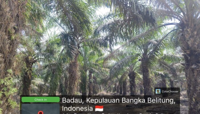 40 Hektare Sawit PT PUS Diduga Masuk Kawasan Industri SUGE, Legalitas Dan Pengawasan Dipertanyakan