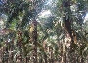 Akiong Dolar Klaim Kantongi Sertifikat Puluhan Hektare Lahan Sawit Dalam IUP PT. Timah Tbk