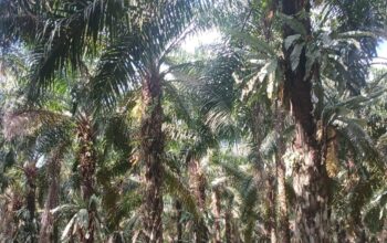 Akiong Dolar Klaim Kantongi Sertifikat Puluhan Hektare Lahan Sawit Dalam IUP PT. Timah Tbk